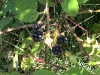 20080815_utilapu_tabor048