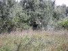 20080815_utilapu_tabor079